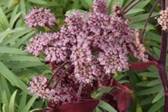 Angelica sylvestris 'Purpurea'