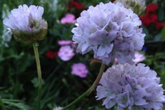 Armeria juniperifolia