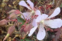 Geranium 'Dark Reiter'