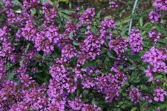 Origanum 'Hopeleys'