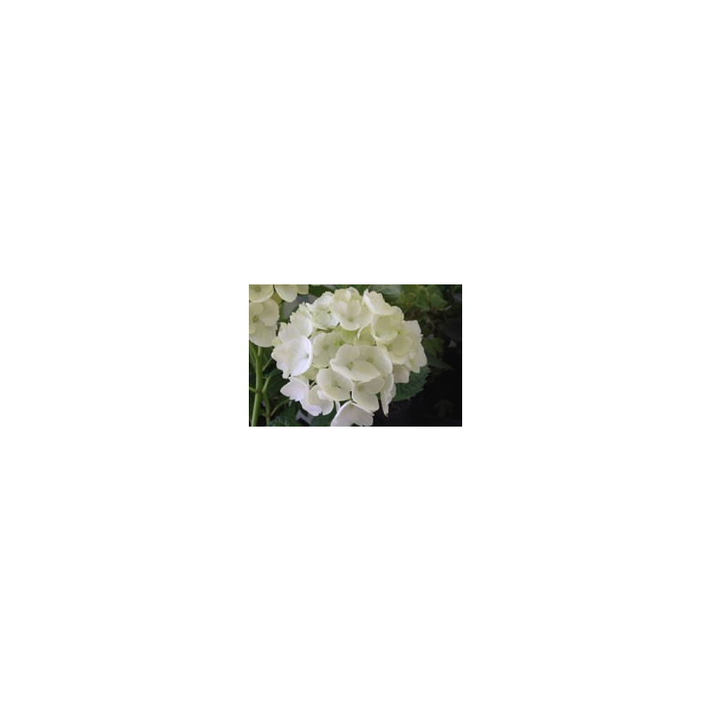 Hydrangea 'Judys White'