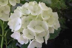 Hydrangea 'Judys White'