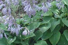 Hosta 'Blue Cadet'