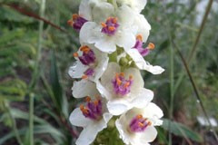 Verbascum nigrum 'Album'