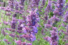 Nepeta 'Six Hills Giant'