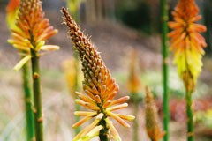 Kniphofia sarmentosa