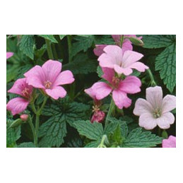 Geranium 'Wargrave Pink'