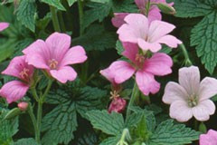 Geranium 'Wargrave Pink'