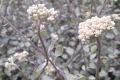 Helichrysum petiolare