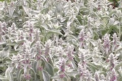 Stachys thirkei