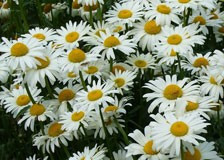 Leucanthemum superbum