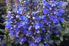 Ajuga 'Chocolate Chip'