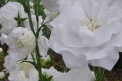 Campanula persicifolia 'Boule de Neige'