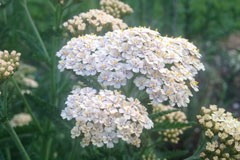 Achillea 'Ivory'