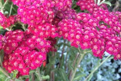 Achillea millefolium 'Red Velvet'