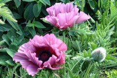 Papaver orientale 'Patty's Plum'