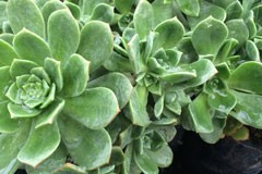 Aeonium haworthii