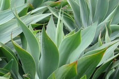 Agave attenuata