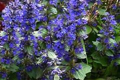 Ajuga 'Catlin's Giant'