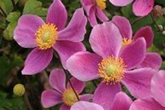 Anemone 'Bowles Pink'