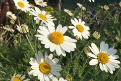 Anthemis punctata subsp. cupiana