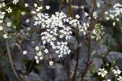 Anthriscus sylvestris 'Ravenswing'