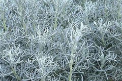 Artemisia alba 'Canescens'