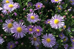 Aster 'Woods Blue'