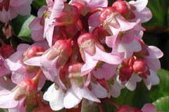 Bergenia 'Baby Doll'