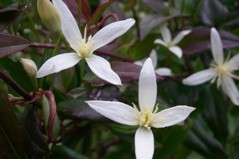 Clematis aristata