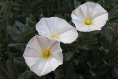 Convolvulus cneorum