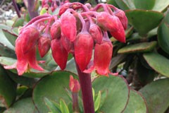 Cotyledon macrantha