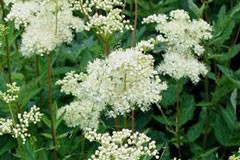 Filipendula ulmaria