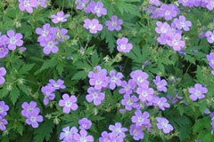 Geranium sylvaticum 'Mayflower'