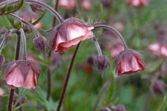 Geum rivale 'Coppertone'