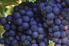 Grape 'Pinot Noir'