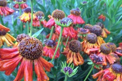 Helenium 'Crimson Beauty'