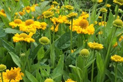 Helenium 'Pumilum Magnificum'