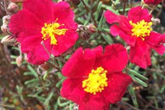 Helianthemum 'Strawberry Red'