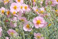 Helianthemum 'Turkish Delight'