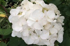 Hydrangea 'Bichon'