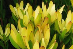 Leucadendron 'Safari Goldstrike'