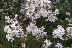 Libertia grandiflora