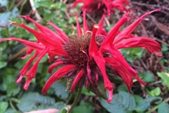 Monarda 'Jacob Cline'