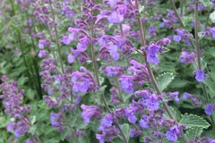 Nepeta 'Dropmore'