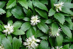 Pachysandra terminalis