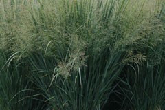 Panicum virgatum 'Heavy Metal'