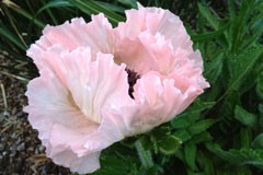 Papaver 'Julianne'