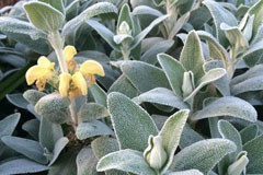 Phlomis 'Lemon Blush'