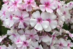 Phlox paniculata 'Kirmeslander'